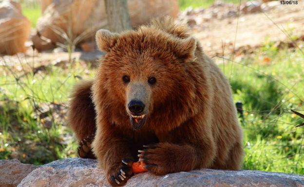 La osa más longeva de Terra Natura celebra este sábado su 30 cumpleaños