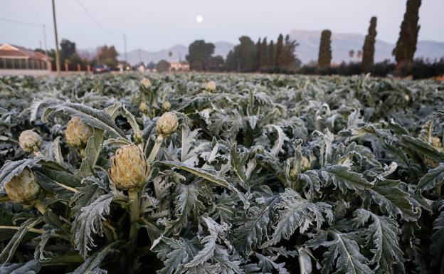Las heladas manchan las hortalizas en cultivo en Lorca
