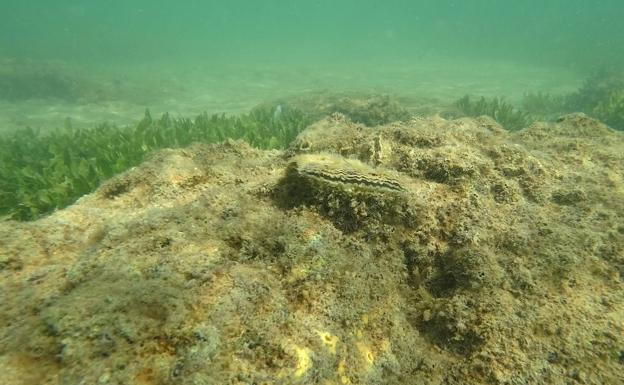 Restaurar las poblaciones de ostra plana podría contribuir a la recuperación del Mar Menor, según el IEO