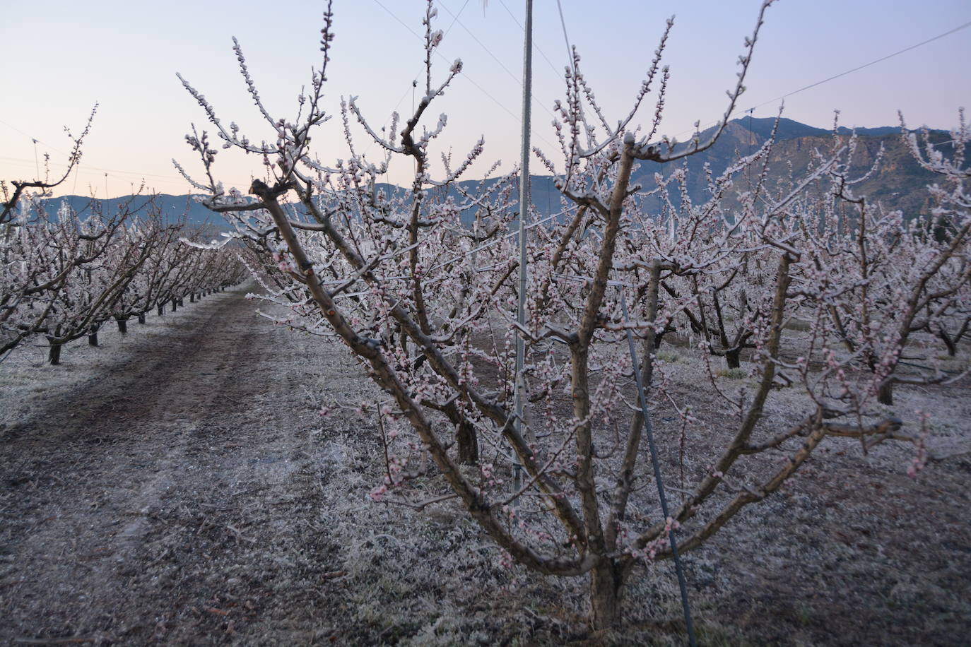 Los agricultores de Cieza congelan los árboles frutales para protegerlos de las bajas temperaturas