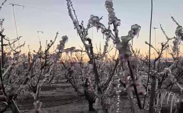 Agricultores de Cieza congelan los árboles frutales para protegerlos de las bajas temperaturas