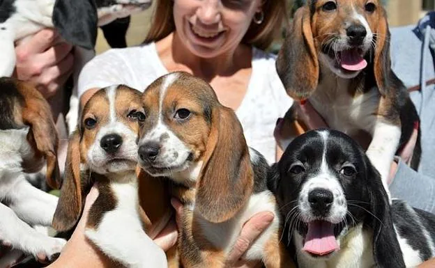 A litter of 'beagle' dogs, in a file image. 