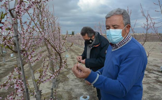 Las heladas pueden acabar con el 7% de la producción de fruta extratemprana