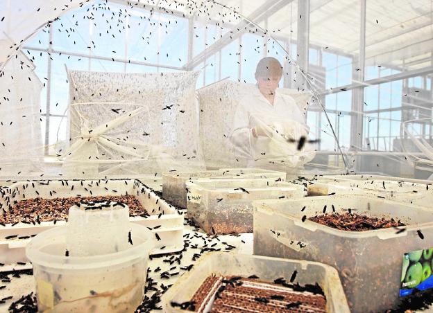 Bioflytech levanta en Fuente Álamo la mayor planta de Europa de mosca negra