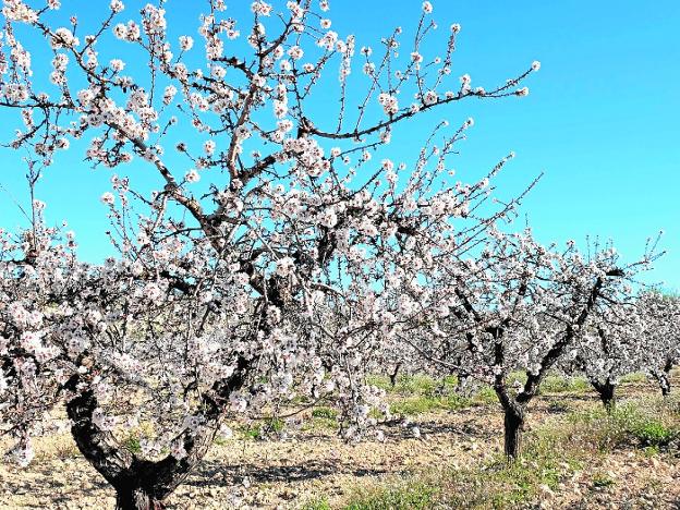 La nueva PAC pone en serio peligro el secano en la Región