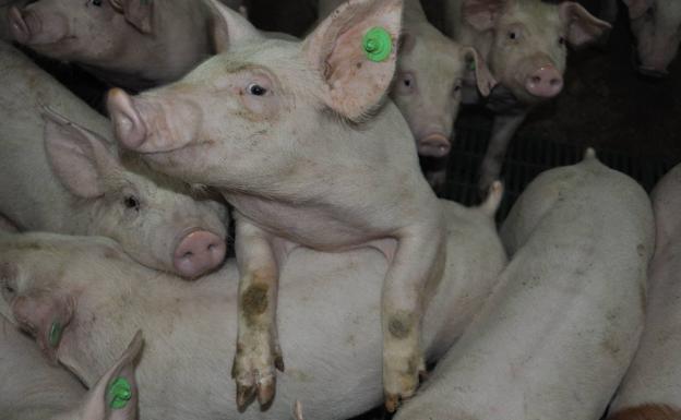 Medio Ambiente acumula 2.000 expedientes sin resolver por la escasez de personal