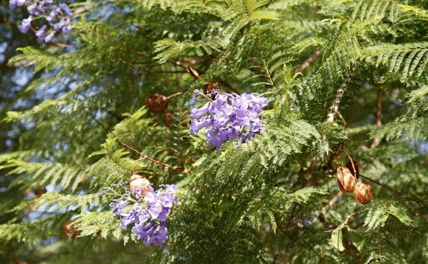 Abordan un plan para mejorar el 70% del arbolado de Cieza
