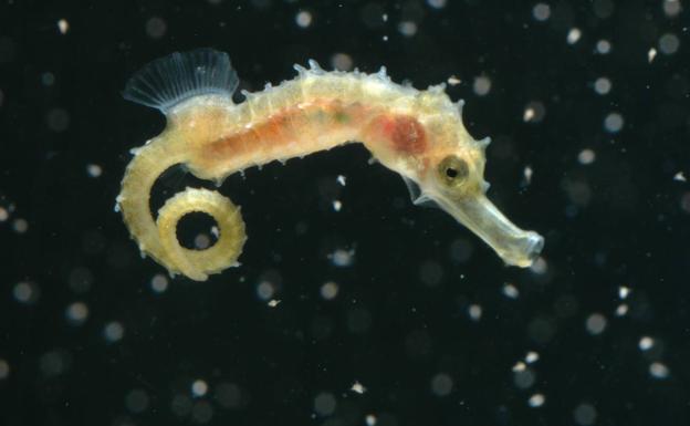 Seahorse fry at the University of Murcia Aquarium.