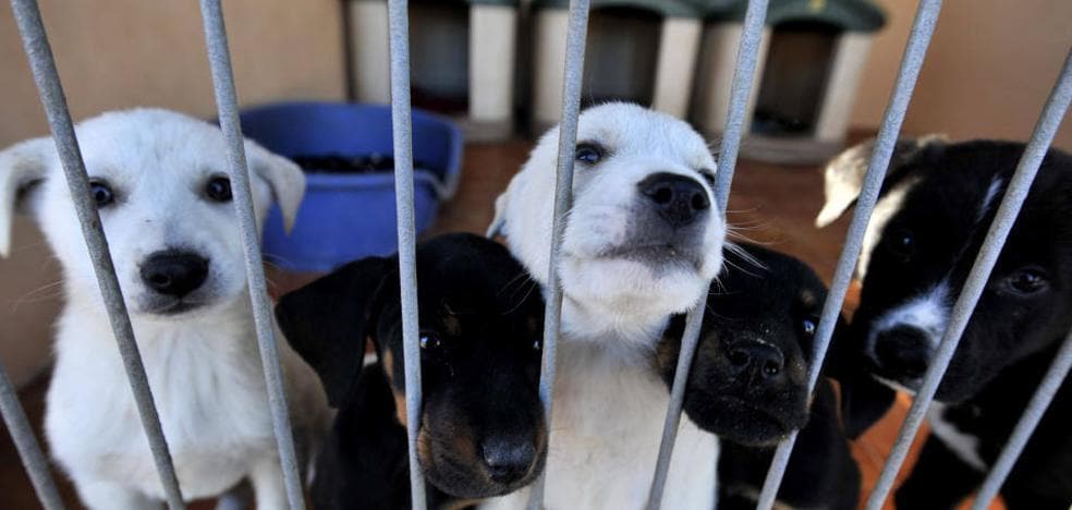 Cuatro pronto Alegre La protectora 'Las Torres' busca voluntarios para ayudar en el centro municipal  de protección animal | La Verdad