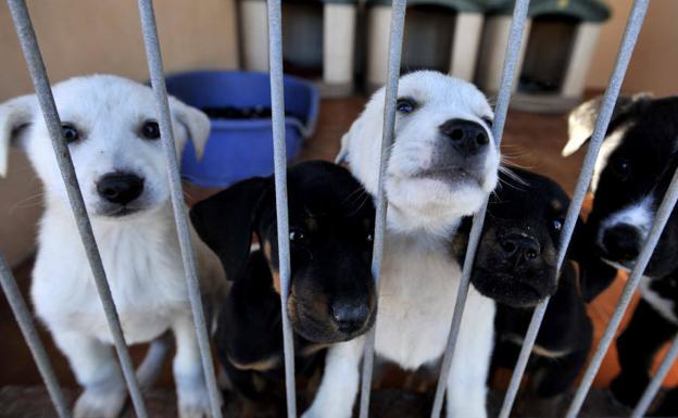 La protectora 'Las Torres' busca voluntarios para ayudar en el centro municipal de protección animal