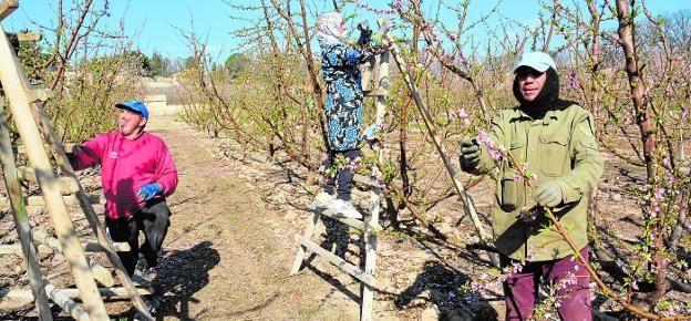 Three day laborers carry out thinning tasks in the stone fruit trees of a field in Cieza, last week. 