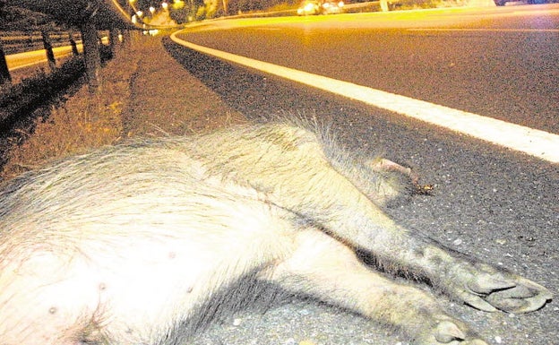 Declaran la Región de Murcia en emergencia cinegética por la proliferación incontrolada del jabalí