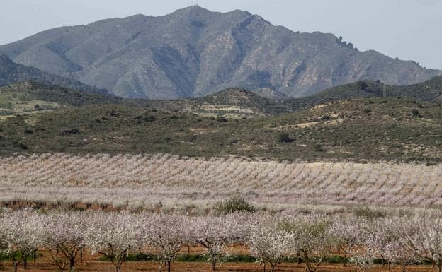 The white color of the almond trees in bloom at the beginning of 2022 covers the fields of Tallante, with the Sierra del Algarrobo, in Mazarrón, in the background of the image. 