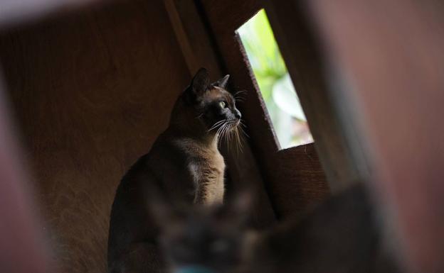 Los mejores vídeos para gatos de YouTube