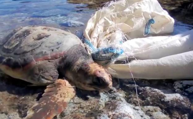 ANSE denuncia la muerte de una tortuga boba atrapada por la basura flotante