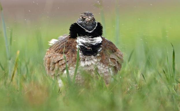 La eterna espera de las aves esteparias
