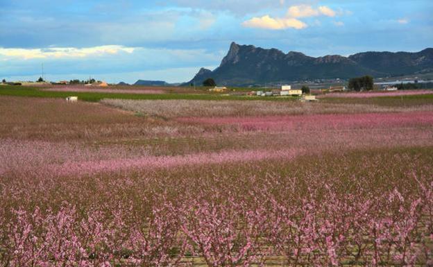 Todo lo que debes saber para visitar y disfrutar de la Floración de Cieza