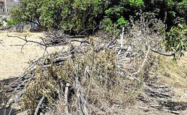 Habilitan un punto de recogida de restos de poda agrícola en el Mercado de Ganados de Caravaca