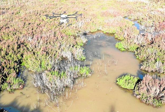 Las larvas de mosquito asoman ya en el saladar de la Boquera de Tabala de Murcia