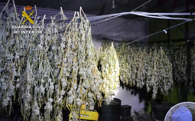 Desmantelan en Murcia una plantación interior de marihuana y detienen a su responsable