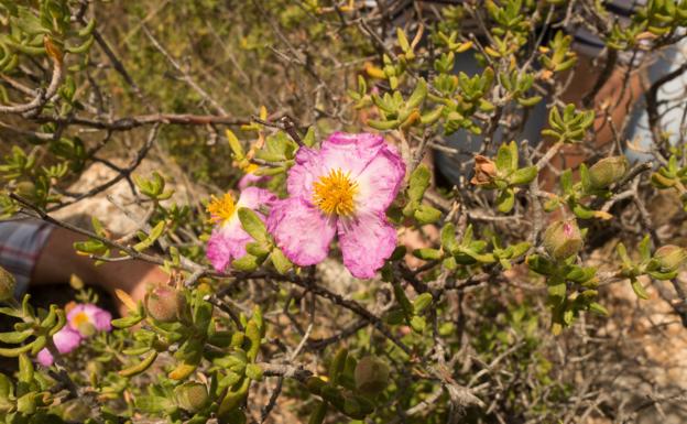 Muere la 'abuela' de las jaras de Cartagena