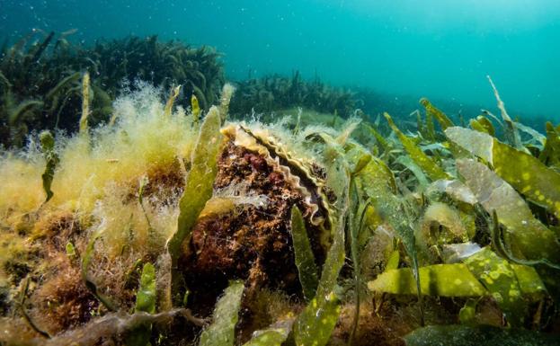 Un ejército de 60 millones de ostras para descontaminar el Mar Menor