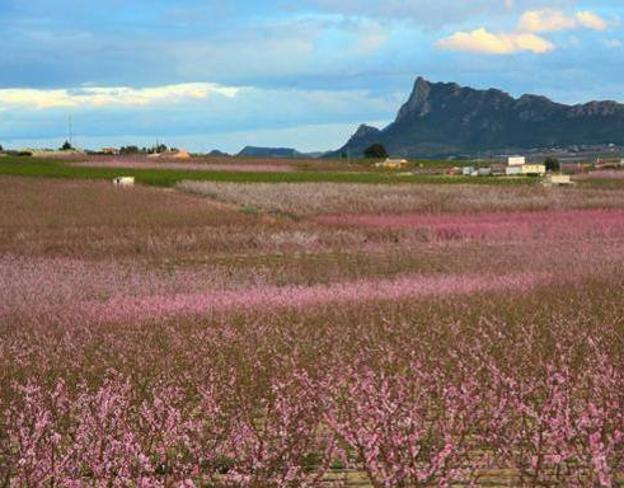 La ciencia de la floración de Cieza