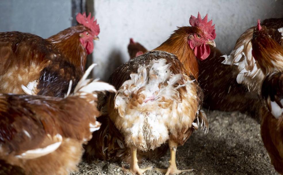 Uso sostenible de los excrementos de granjas