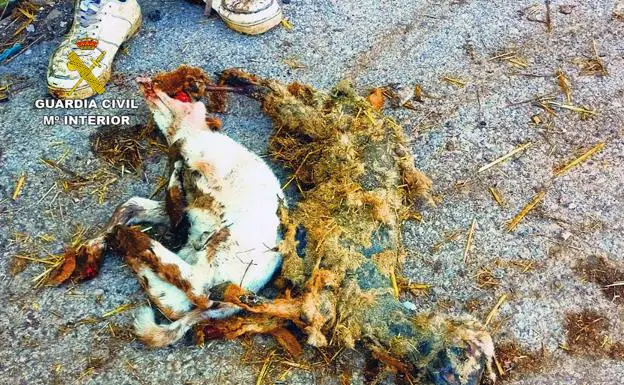 The corpse of an animal on a farm in Alhama.