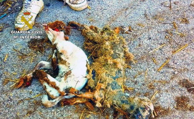 Hallan varios animales muertos y otros en mal estado en una granja de Alhama e investigan a dos personas