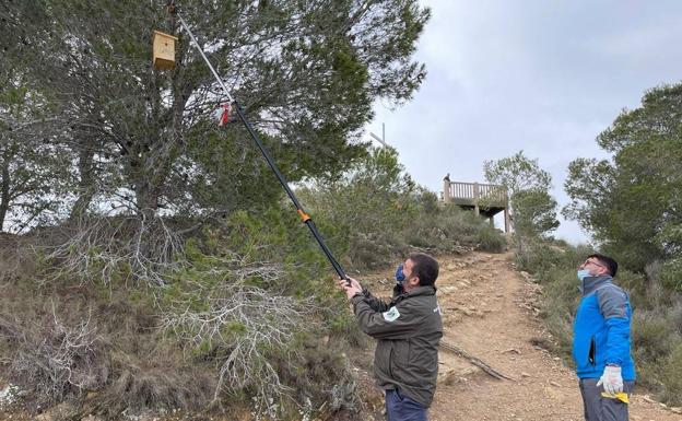 Medio Natural trata 700 hectáreas contra las orugas de procesionaria