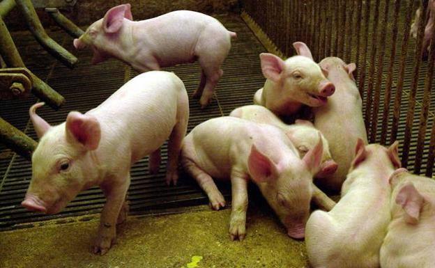 Los ganaderos temen por la supervivencia de miles de animales ante la falta de pienso provocada por la huelga