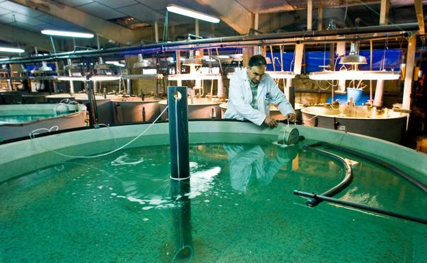 Localizan en el Mediterráneo reservas del virus que causa necrosis nerviosa en peces