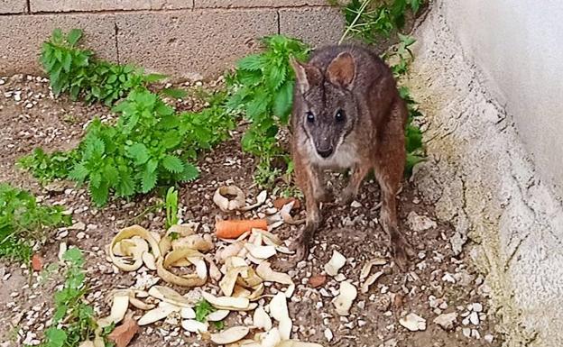 'Kuki', el pequeño canguro desparecido en Llano de Brujas, vuelve a casa 9 meses después