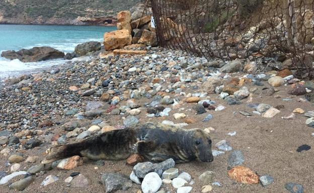 Encuentran una foca gris en la playa de El Portús, en Cartagena