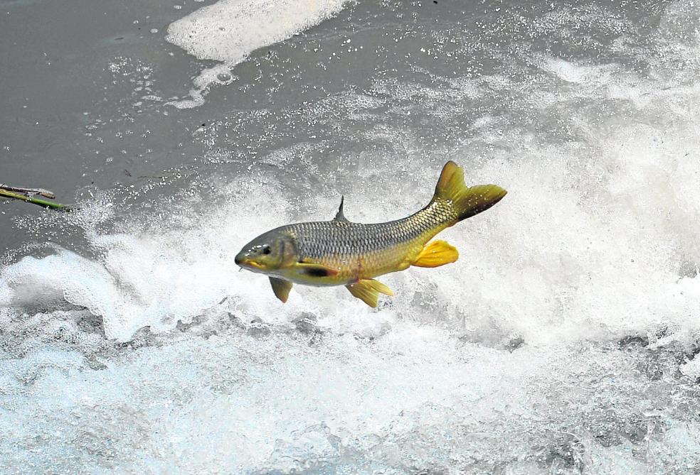 Una tregua para dejar vivir a los barbos