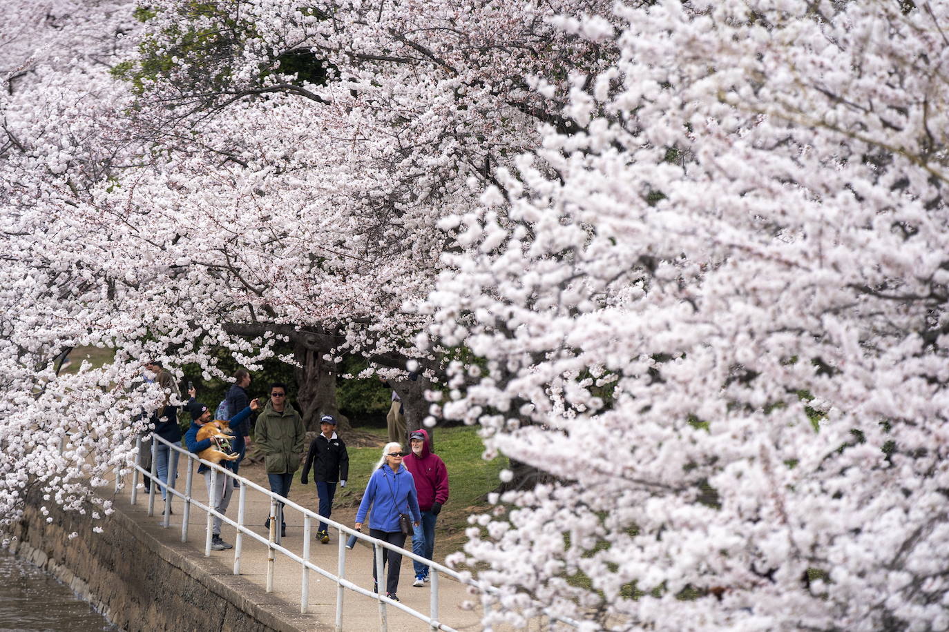 Desde Japón con amor