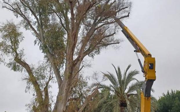 El Malecón y Santo Domingo se blindan contra la caída de ramas