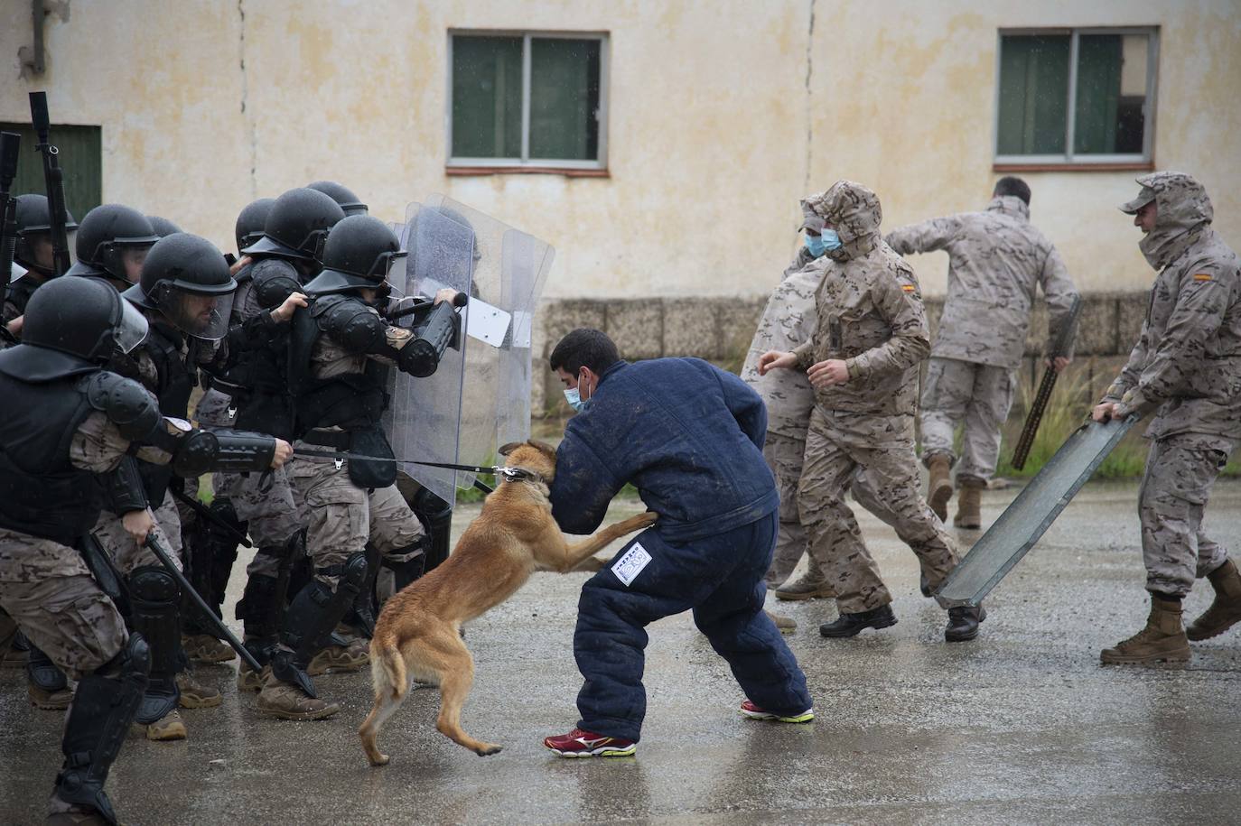 Perros adiestrados para salvar vidas