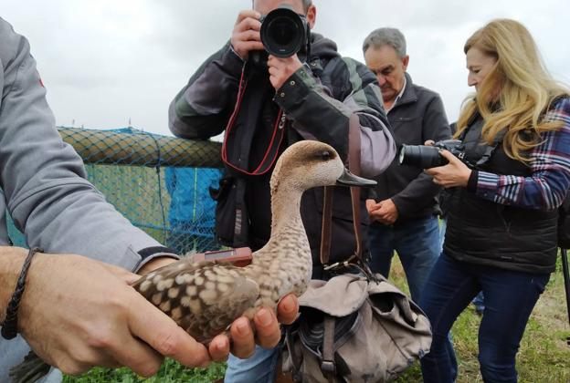 Así se salva al pato más amenazado de Europa