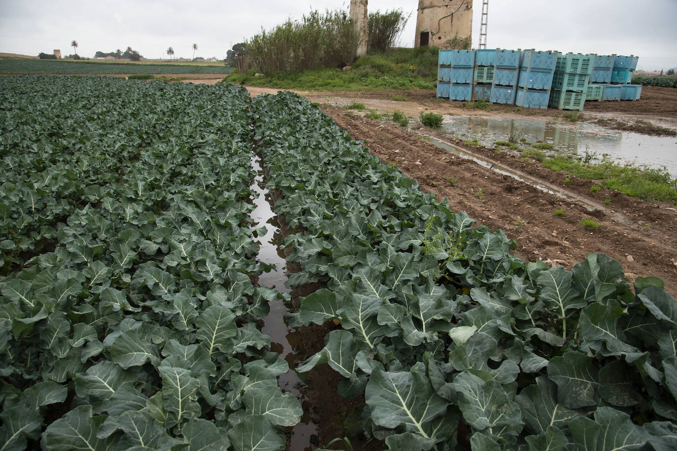 El barro impide la recolección de más de seis mil hectáreas de cultivos hortícolas en la Región