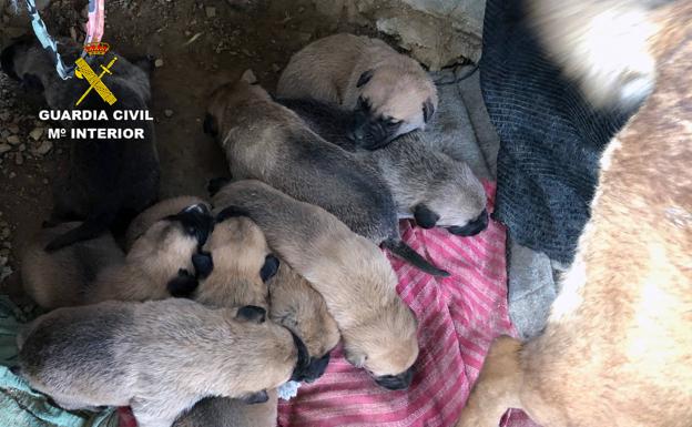 Liberan a una perra y a sus nueve cachorros de un entorno con malas condiciones sanitarias en Librilla