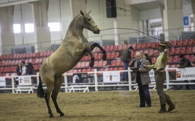 Equimur reúne en Ifepa 42 yeguadas de razas puras el próximo fin de semana