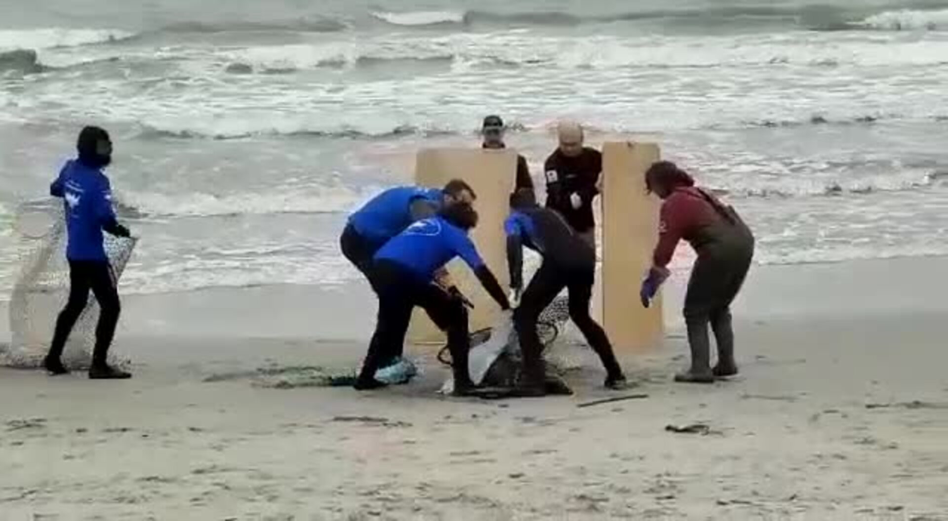 Rescatan a la foca gris en la playa de la Llana, en San Pedro
