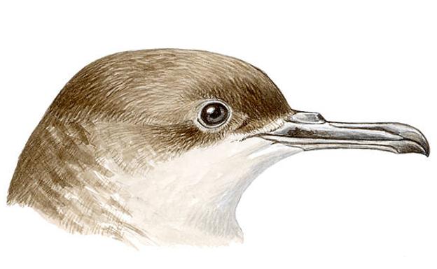 Los ocho pájaros que solo vuelan en España