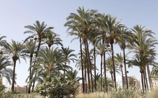 El Ayuntamiento de Murcia aprueba iniciar los trámites para proteger el Palmeral Chico de Santiago y Zaraíche tras la solicitud de Huermur