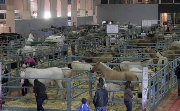 Equimur trae de vuelta a ifepa la nobleza y belleza del caballo
