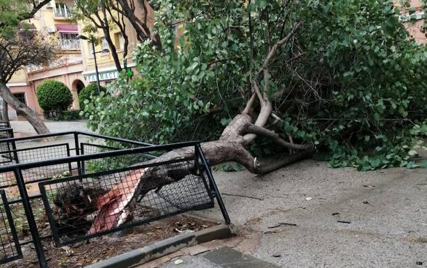 El viento derriba un árbol en el barrio murciano de Vistabella