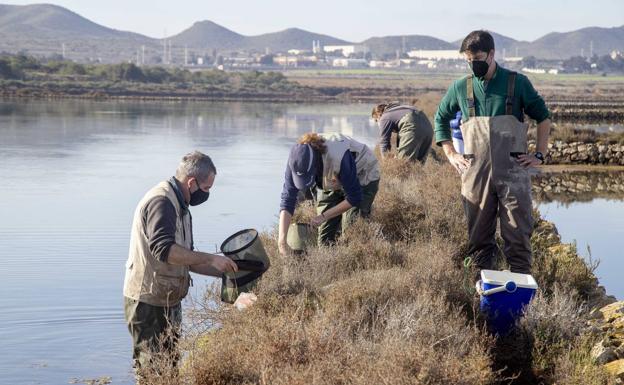 Rambla Salada se convierte en el nuevo reservorio del fartet del Chícamo