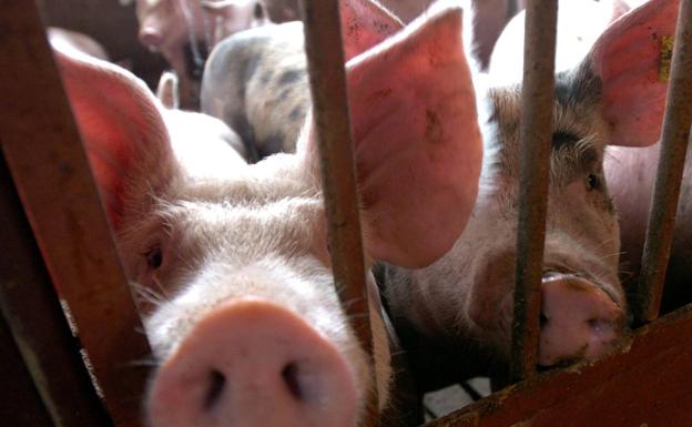 Abren expediente a media docena de cebaderos de Fuente Álamo por posibles vertidos ilegales